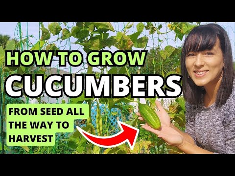 The Ultimate Cucumber Grow Guide:  From Seed To Harvest #cucumber #garden #gardeningtips #homestead