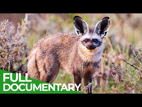 Animal's Super Senses Hearing