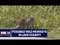 Possible Wild Monkeys Seen Walking Around Florida Neighborhood