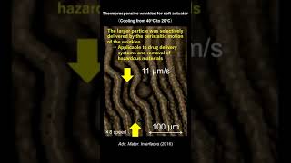 Thermoresponsive Soft Actuator #shorts