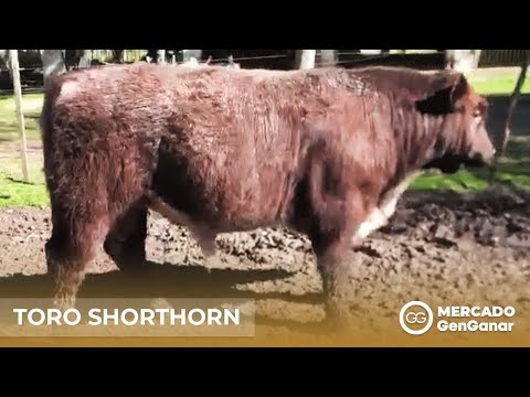 Toro Shorthorn