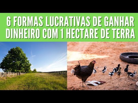 , title : '6 formas de GANHAR DINHEIRO com 1 hectare de terra'