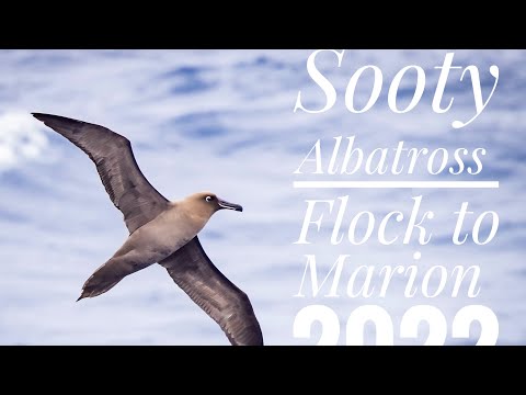 Sooty Albatross video, Marion Island on the Flock to Marion 2022
