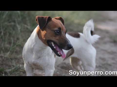 Características del Ratonero Bodeguero Andaluz