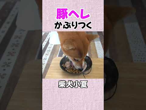 youtube-動物記事1970/01/01 09:00:00