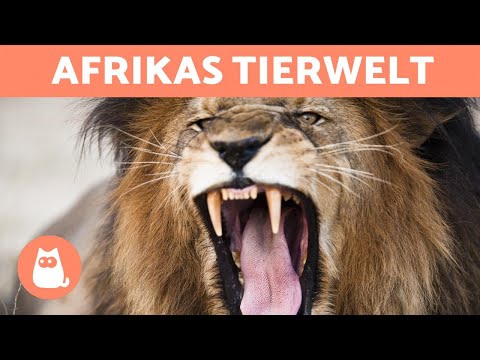 Afrikas Tiere- 10 wilde Tiere aus der Savanne