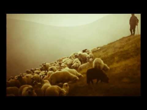Ao Pastor Com Carinho video