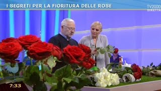 I segreti per la fioritura delle rose