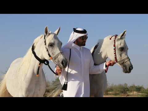 Sheikh Ahmed Bin Abdulla Al Thani tells the story of Al Waab Farm