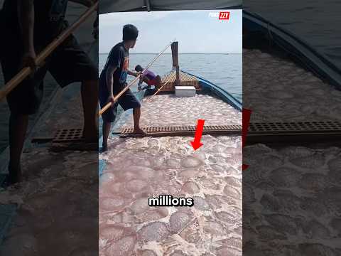 Fishermen Catch Millions of Jellyfish in the Sea 😳
