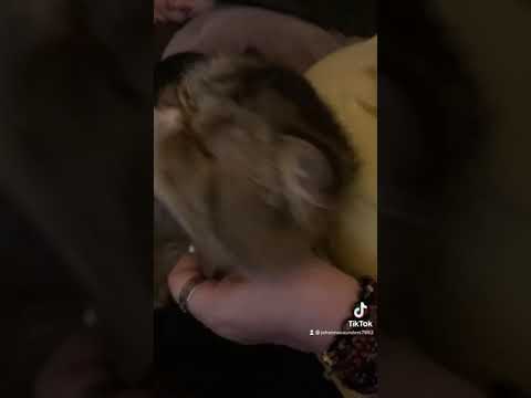 My Persian Cat licks the air when you pet him 👅