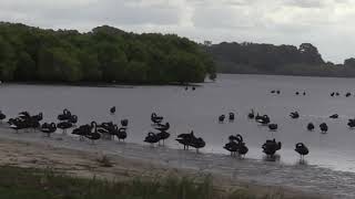 Black Swans at Deception Bay Guitar music by Jaider 2