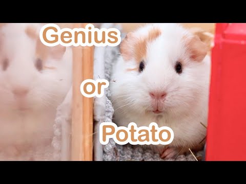 How Smart Are Pet Guinea Pigs?