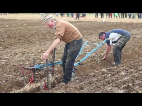 Horse class at Ploughing 2016