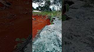 Download lagu pikat ajaran cengkram#burung #kicaumania #kicaumanianusantara #hobby mp3