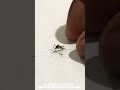 Guys That Is My Pet Mosquito Fred Say Hi Will Be Posting Updates Soon Music Goat Ronaldo