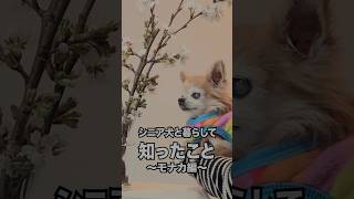 【シニア犬との暮らしが幸せ理由】