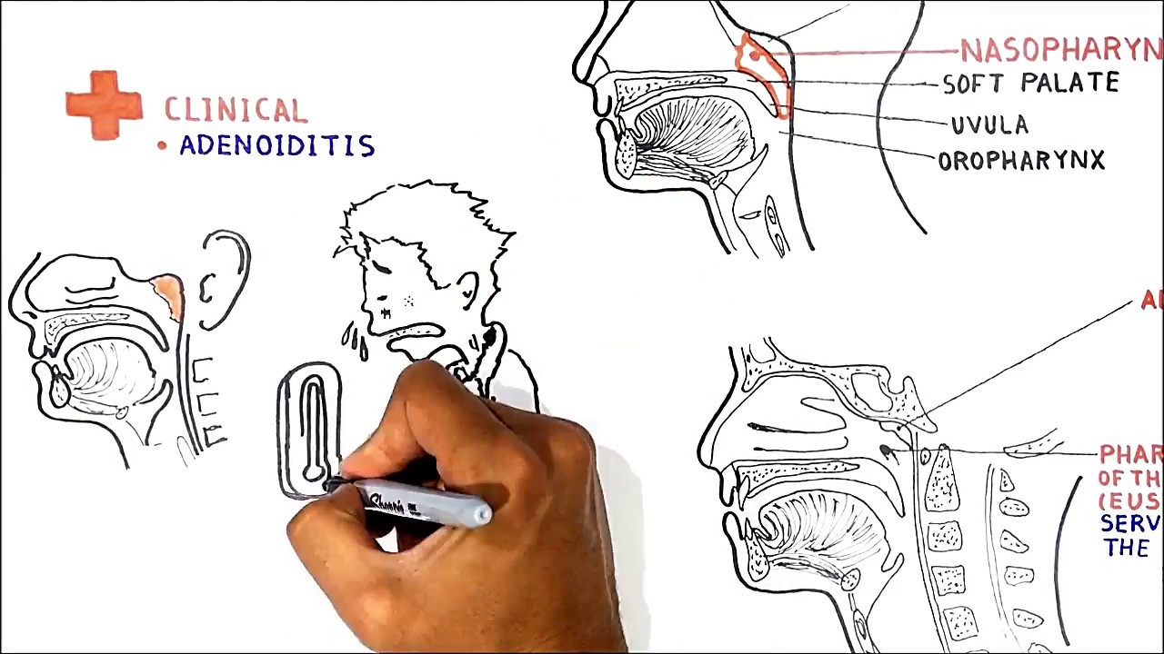 The Pharynx - YouTube