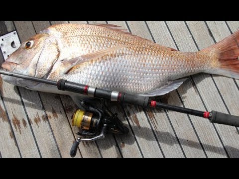 Shimano Baitrunner 4000D Is it the best?