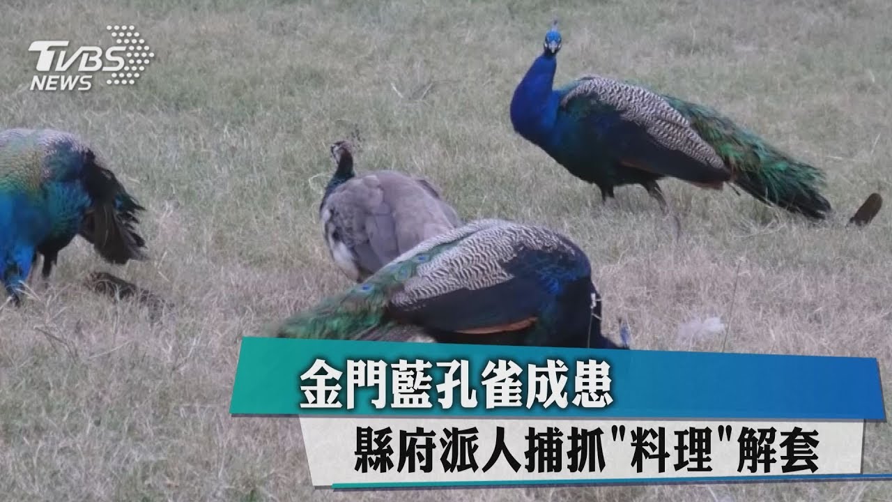 藍孔雀成患 金門縣府派人捕抓「料理」解套