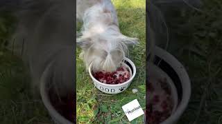 BOHEMIA WILD Venison Broth 100ml zvěřinový vývar pro psa