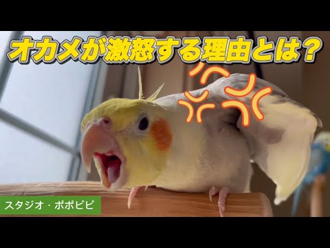 スパーマンインコ - 定義