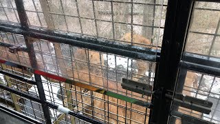 ナッツ、富士サファリパークへゆく。