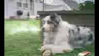 Sad dog Video