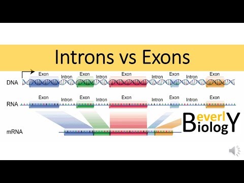 Introns vs Exons