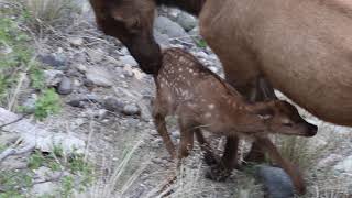 New elk calf born on the property