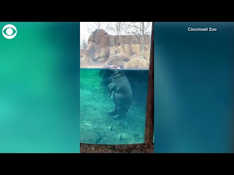 WEB EXTRA: Hippo On Tiptoe