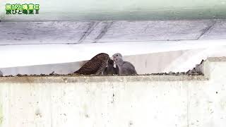 野鳥の身近な暮らし チョウゲンボウの雛4羽育つ 20250529大阪