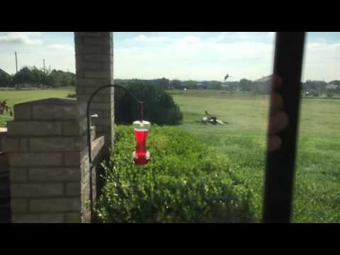 Fort Worth 8/16 Hummingbird