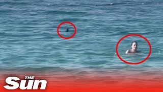 Download lagu Giant SHARK stalks prey just feet from horrified swimmers in Dubai #shorts mp3