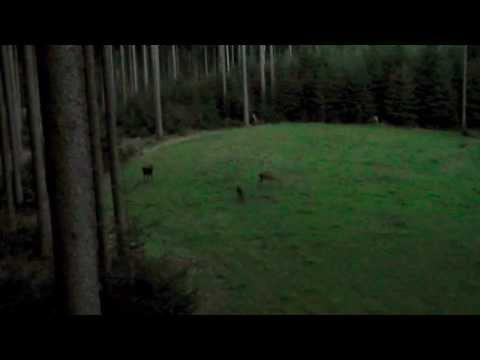 Hirschbrunft Trailer 2014