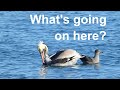 Gulls STEALING Food From Pelicans
