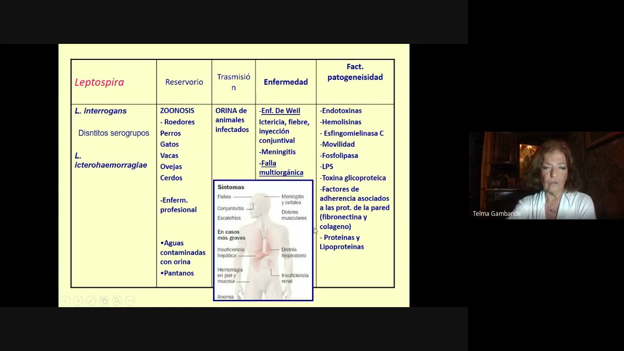 Noveno Seminario Microbiología Injuria 2021. Bacterias Espiraladas y Virus Herpes.