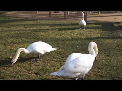 Labutí píseň lásky