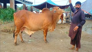 Cow Mandi Lahore 20-06-2022  Lahore Shahpur Kanjra