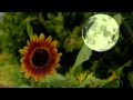 Kitaro - Moon Flower