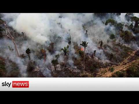 the rainforest is releasing more carbon than it absorbs