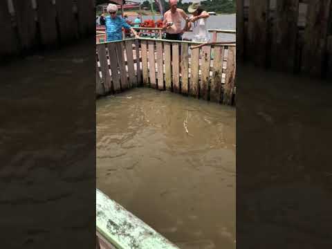 Arapaima Fish, Manaus Brazil 3