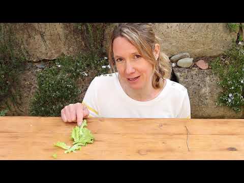 Mache mit! Das Schneckenprojekt 2