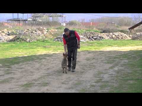 GRINGO JA NA KA (Extreme Orex Aykmar x Bira Ja Na Ka). Owner: Pierre Lamarie