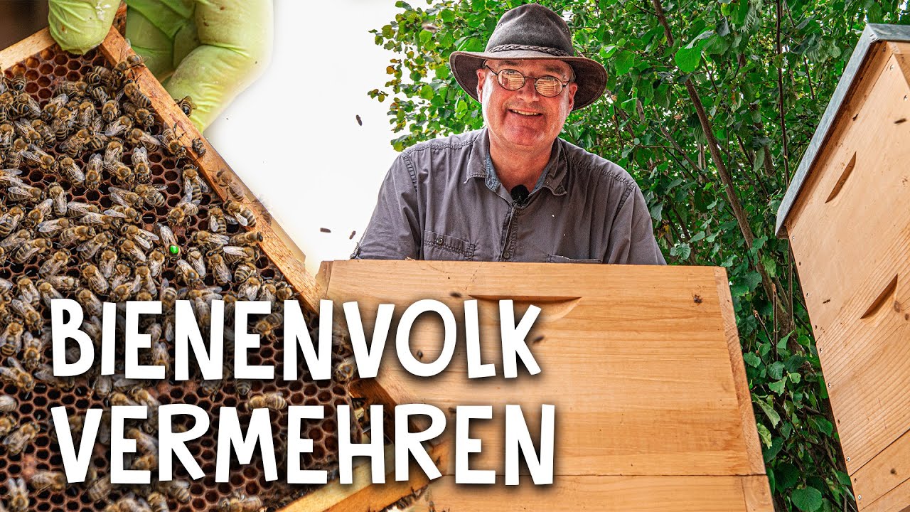 Bienen halten Video 4