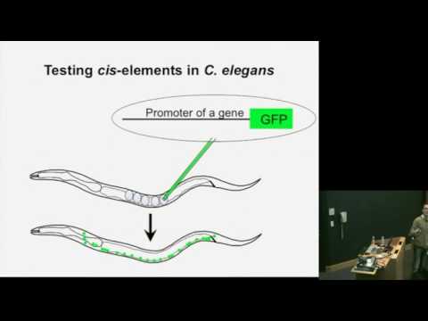 A Nematode Perspective on the Evolution of Gene Regulation