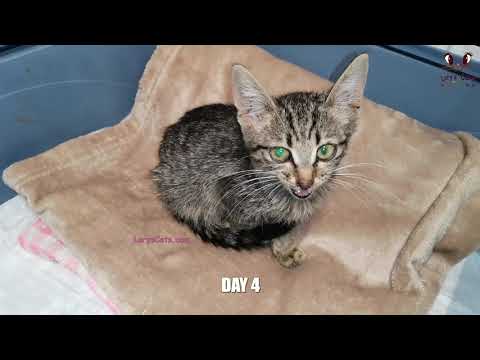 Rescued Kitten Evolution in 7 Days