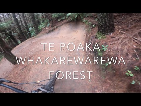 Te Poaka - Whakarewarewa Forest - Rotorua, Aotearoa New Zealand