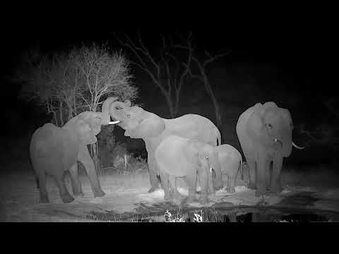 Djuma: Small group of Elephants drink at the pan - 23:12 - 08/31/2022