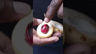 🇬🇩 Nutmeg The Black Gold of Grenada